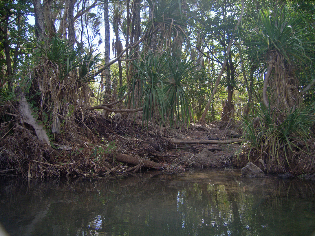 Image of genus Pandanus specimen.