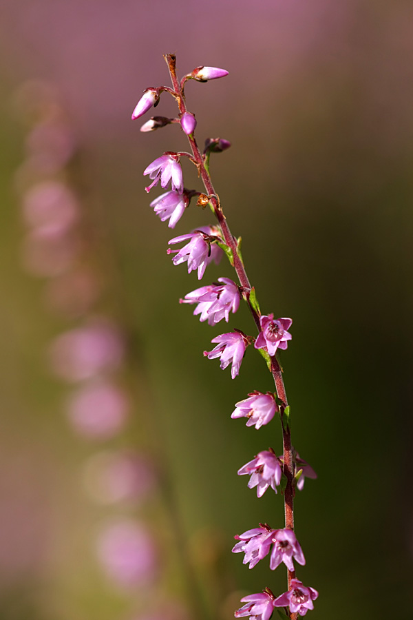 Image of Calluna vulgaris specimen.