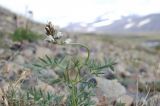 Astragalus tugarinovii