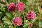 Armeria scabra