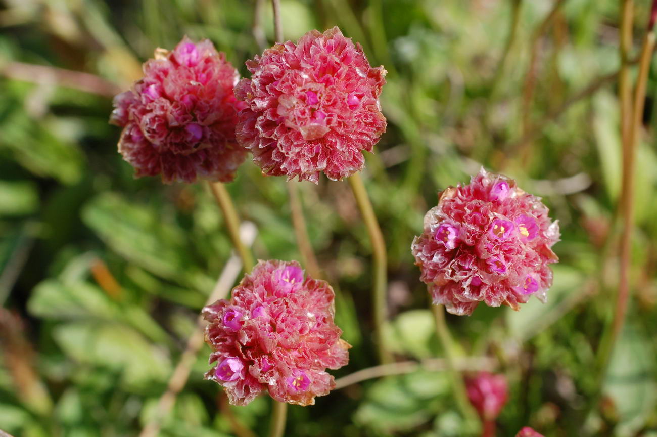 Изображение особи Armeria scabra.