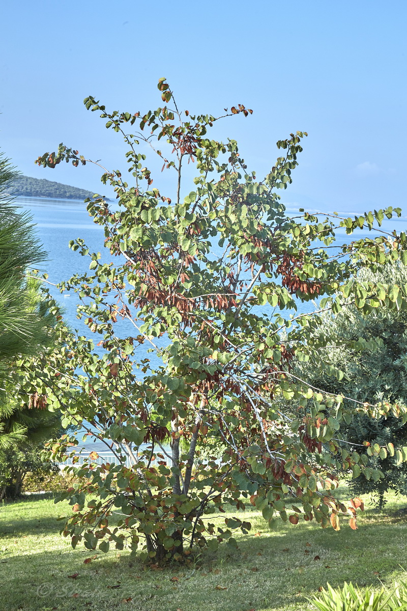 Image of Cercis siliquastrum specimen.