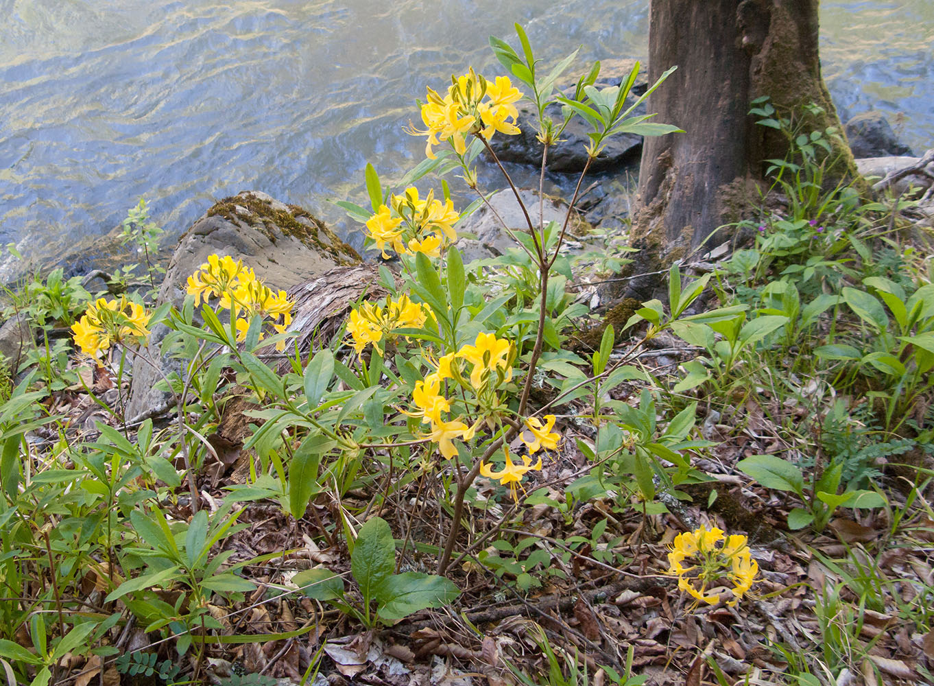 Image of Rhododendron luteum specimen.