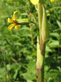 Ligularia sibirica