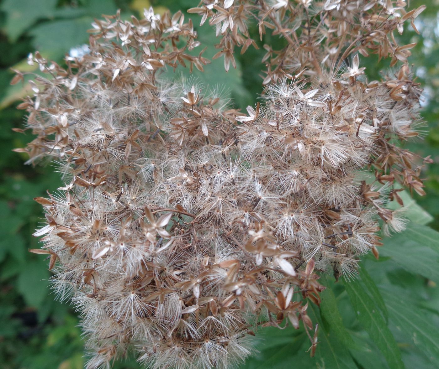 Image of Eupatorium cannabinum specimen.