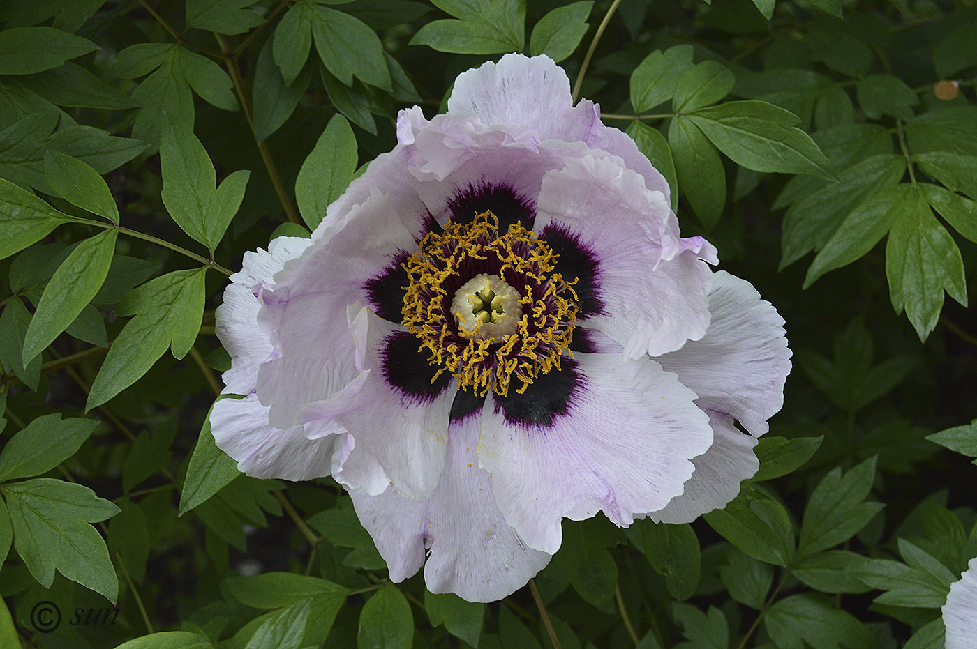 Изображение особи Paeonia suffruticosa.