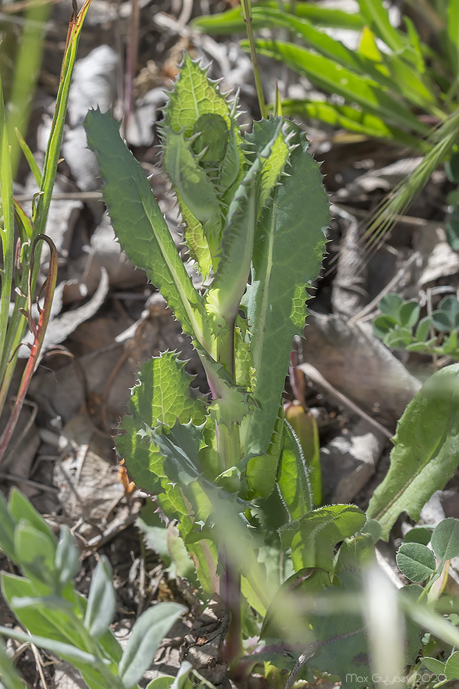 Изображение особи род Sonchus.