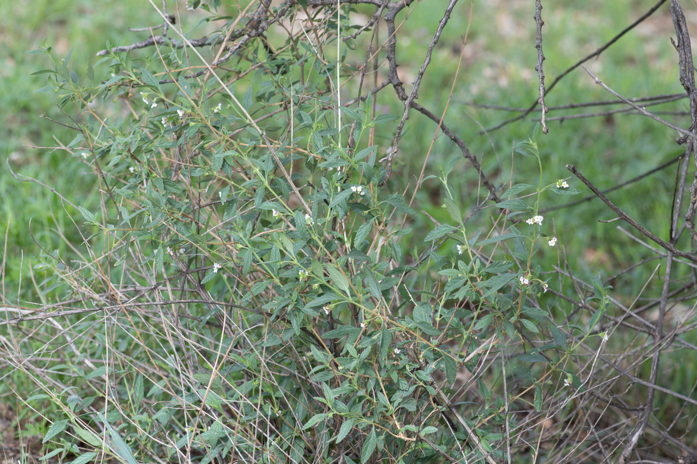 Image of Lantana dinteri specimen.