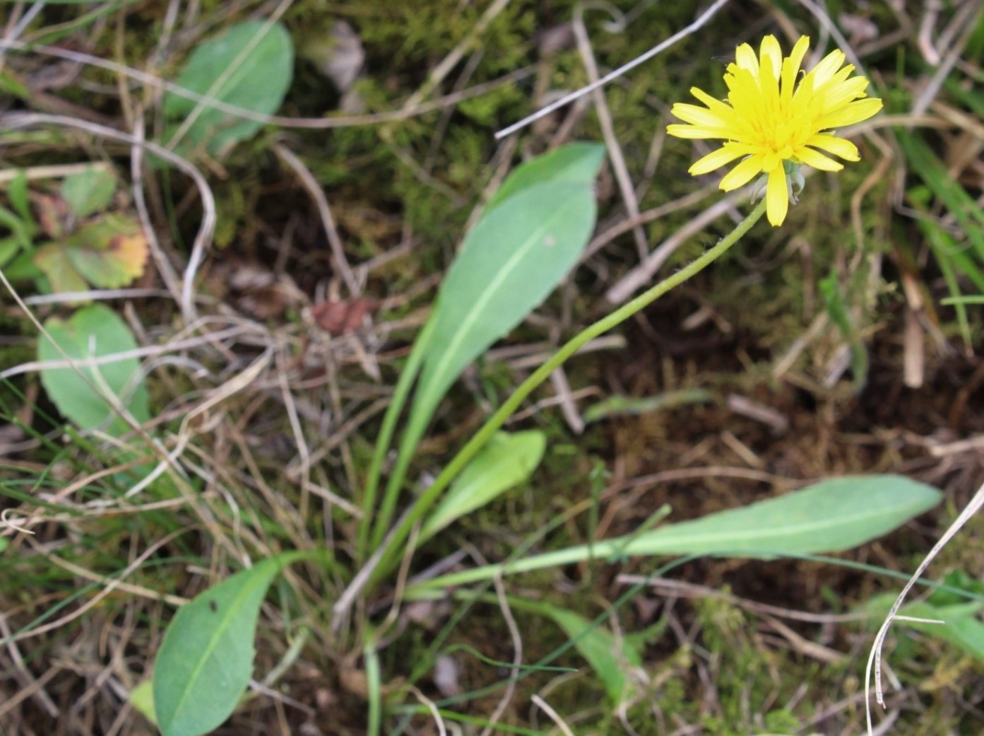 Image of Taraxacum proximum specimen.