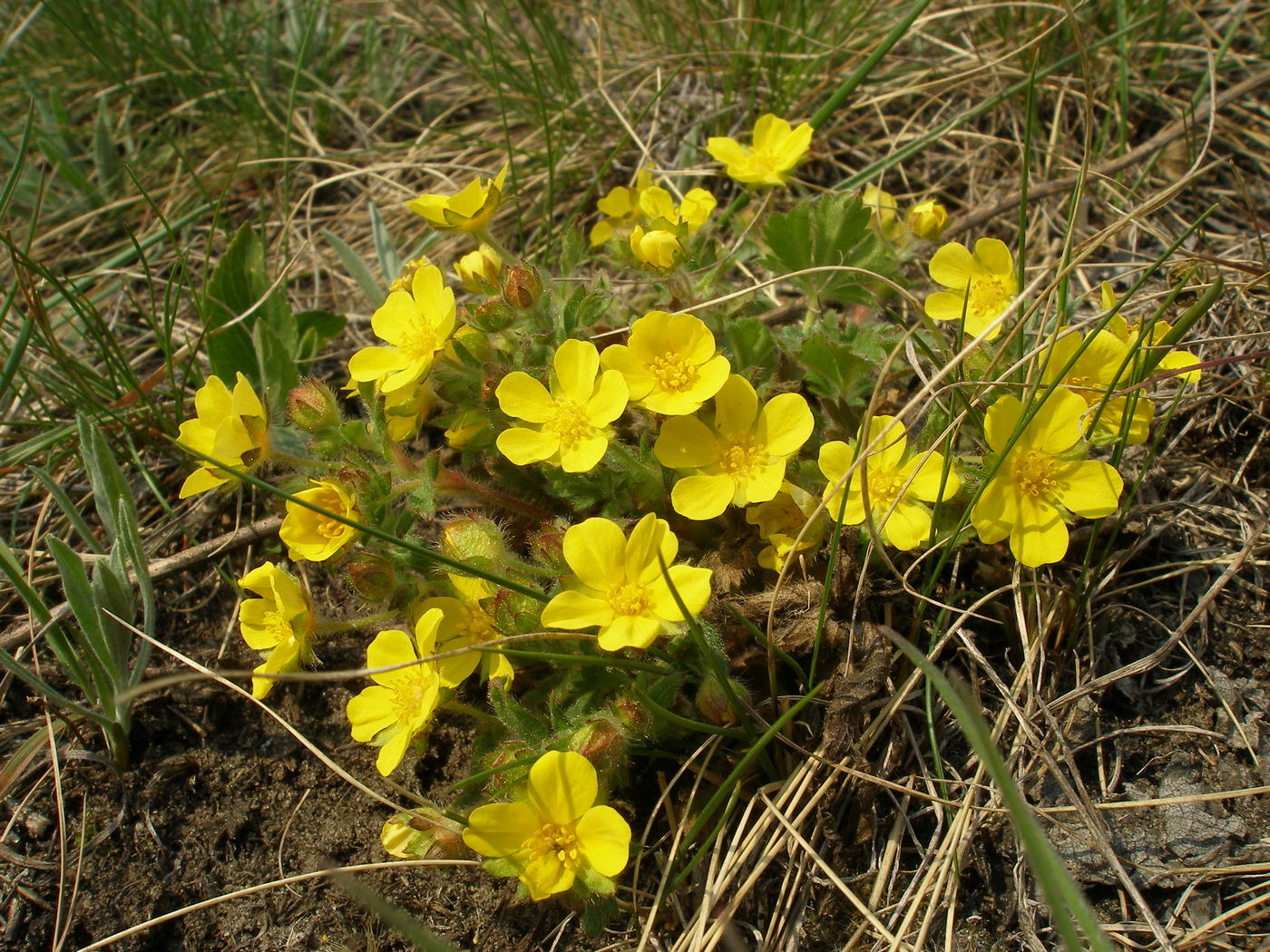 Image of Potentilla humifusa specimen.