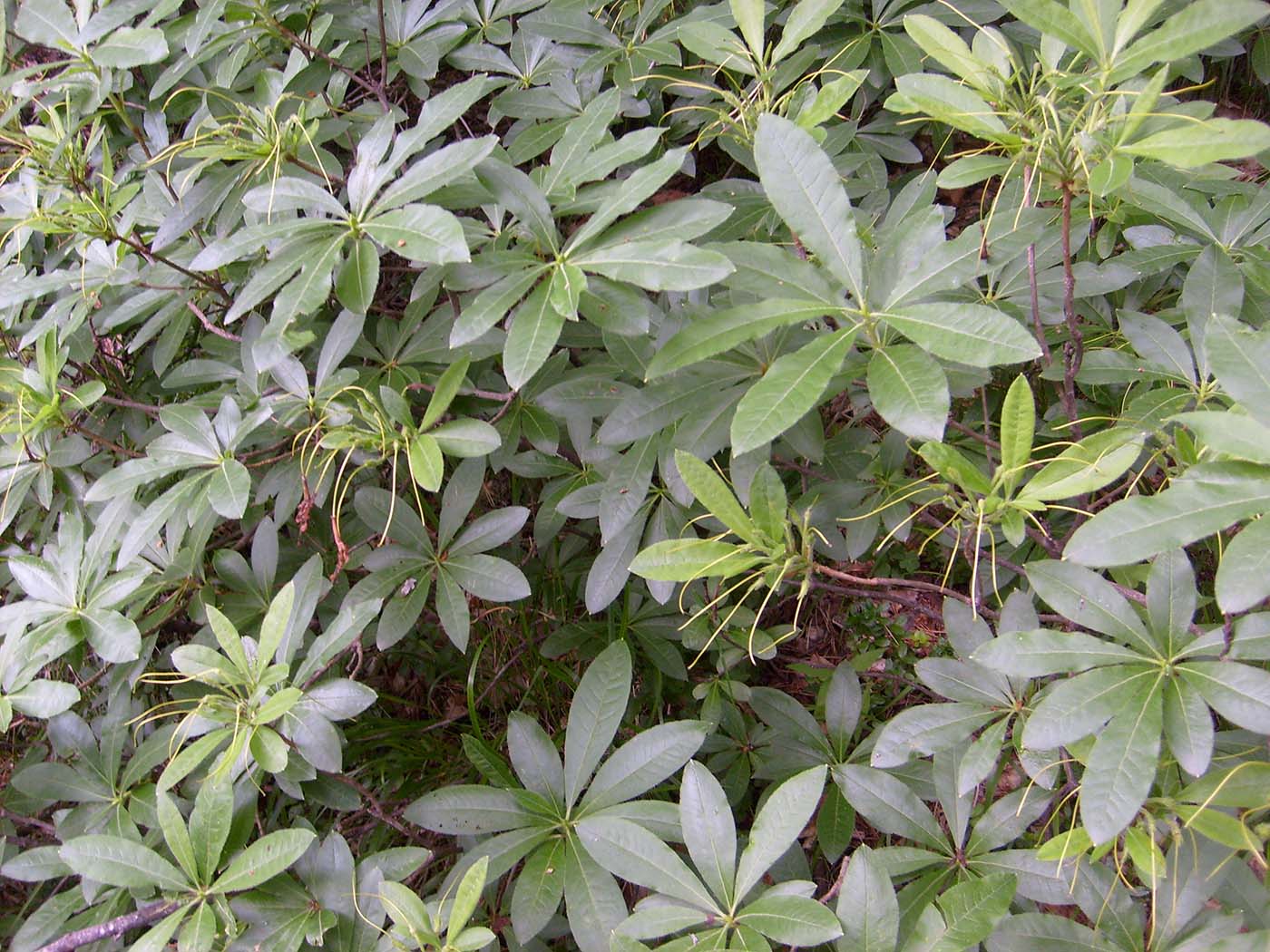 Image of Rhododendron luteum specimen.