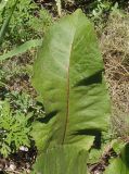 Inula helenium. Лист. Украина, г. Запорожье, балка между Космическим мкрн. и Опытной станцией, склон с травянистой растительностью возле дач. 27.06.2020.