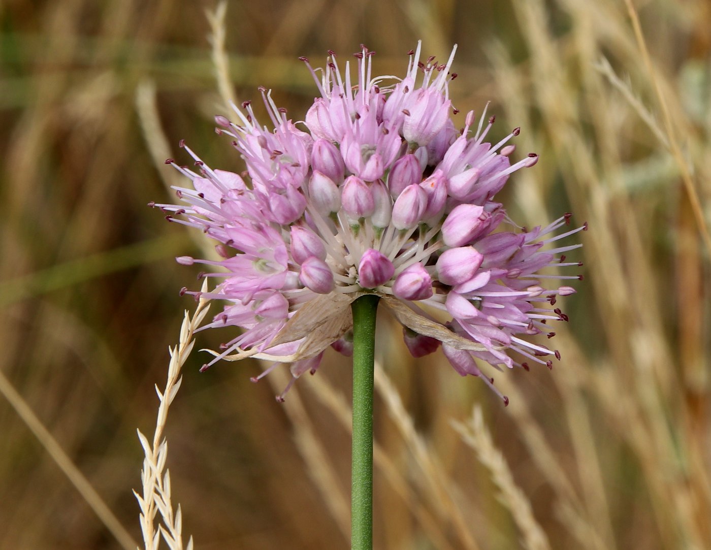 Image of Allium lineare specimen.