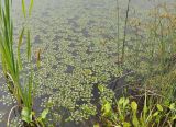 Trapa pseudincisa. Зацветающие растения. Приморье, Находкинский городской округ, окр. пос. Ливадия, бух. Рифовая, небольшой водоем. 30.07.2020.