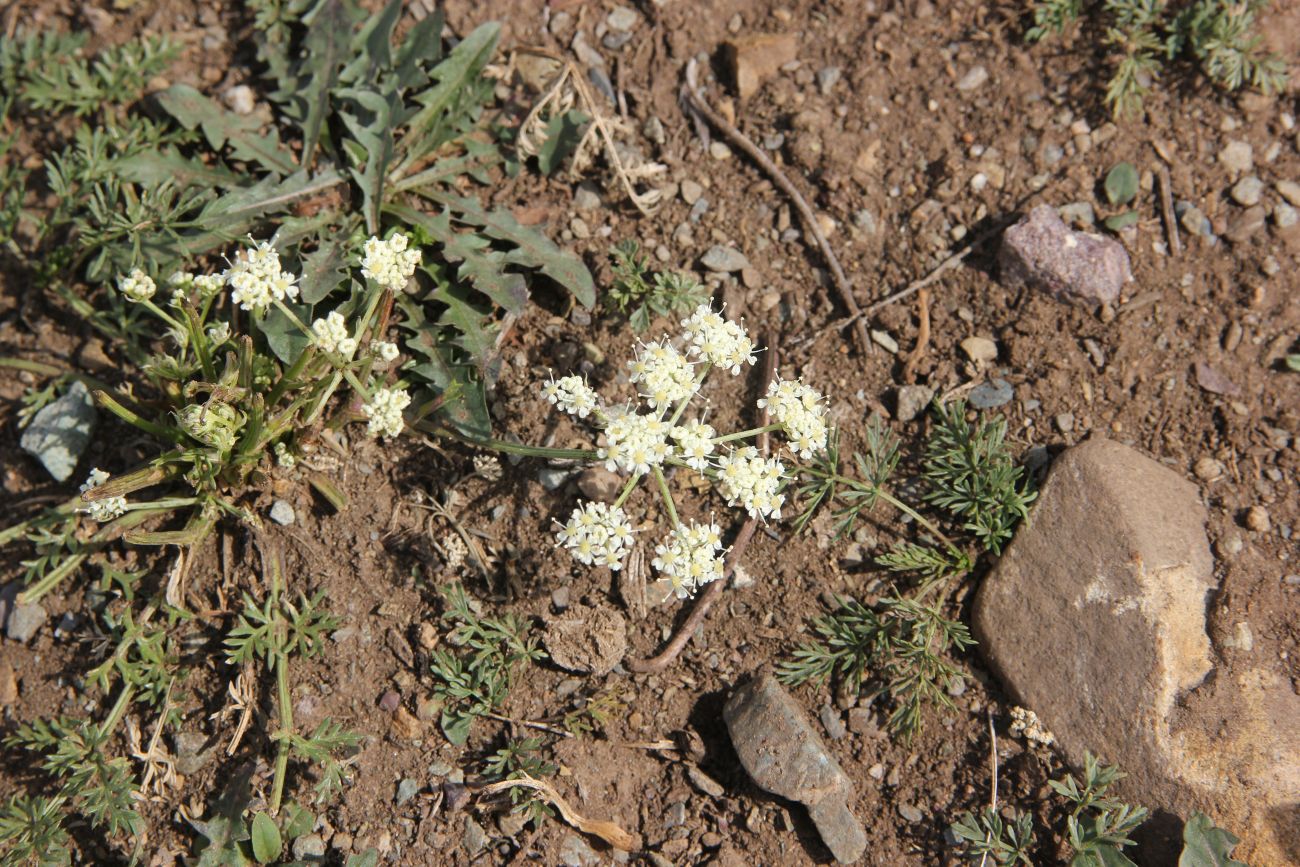 Изображение особи Kitagawia baicalensis.