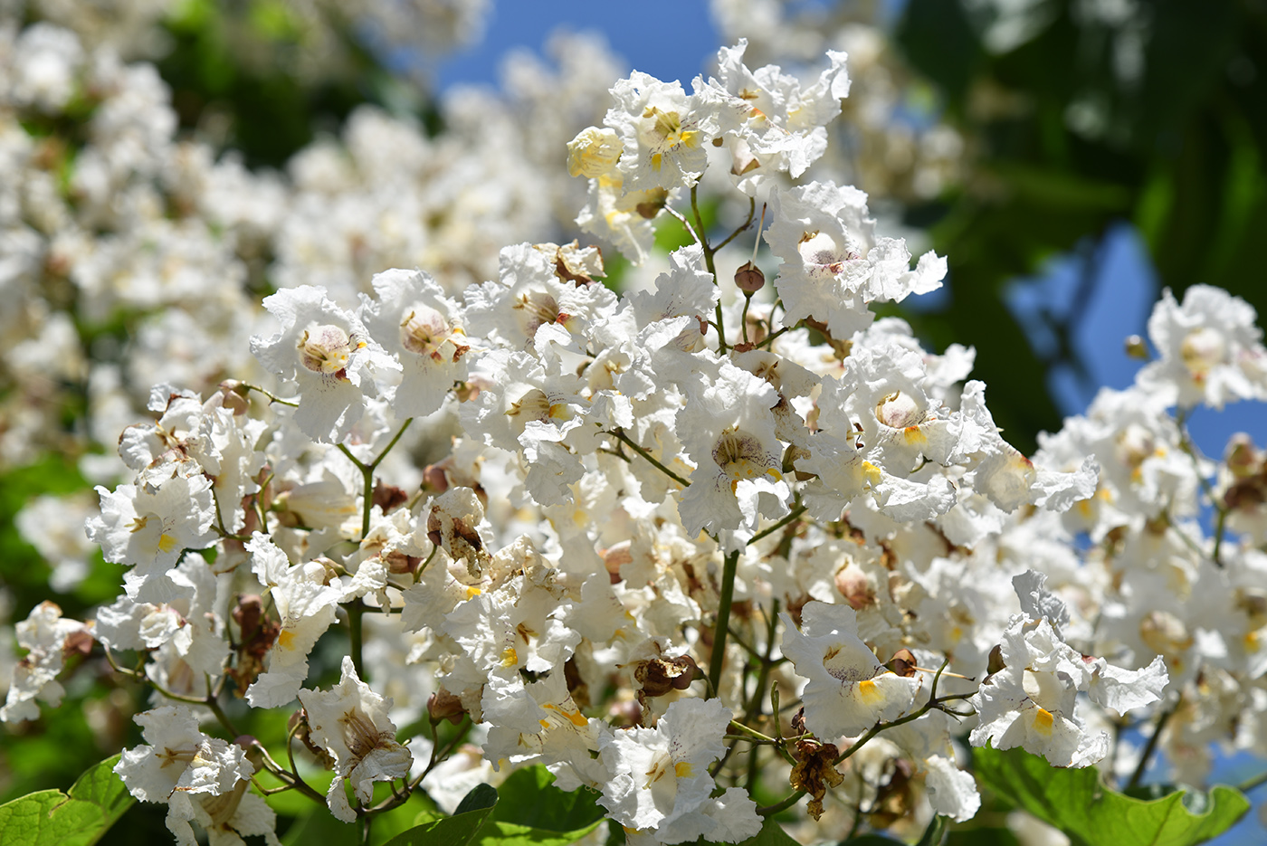 Изображение особи род Catalpa.