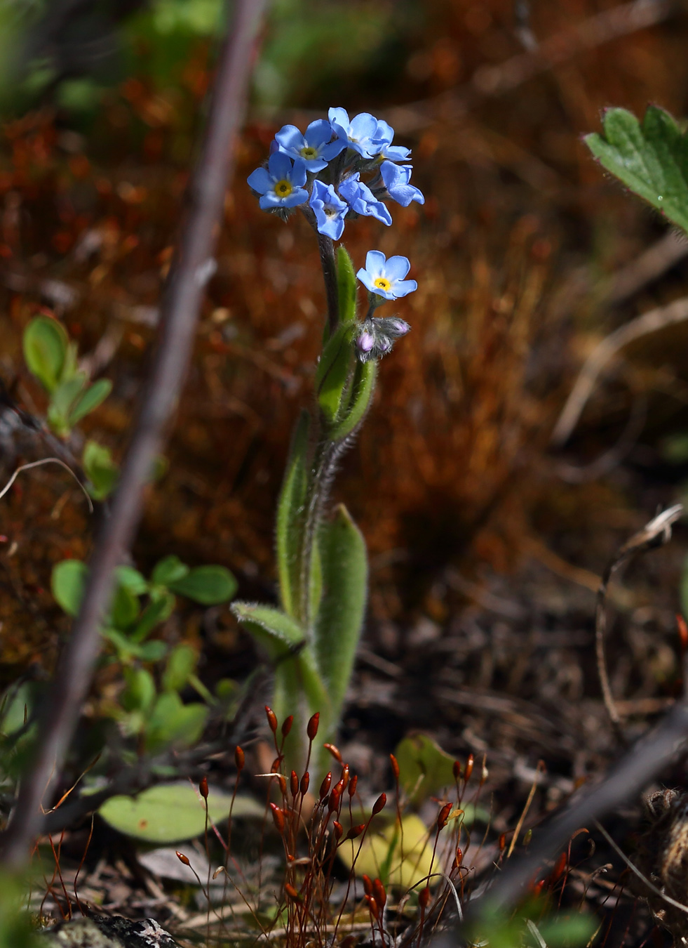 Изображение особи Myosotis imitata.