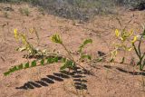 Astragalus flexus. Цветущее растение. Казахстан, Алматинская обл, Балхашский р-н, закреплённые пески. 3 мая 2014 г.