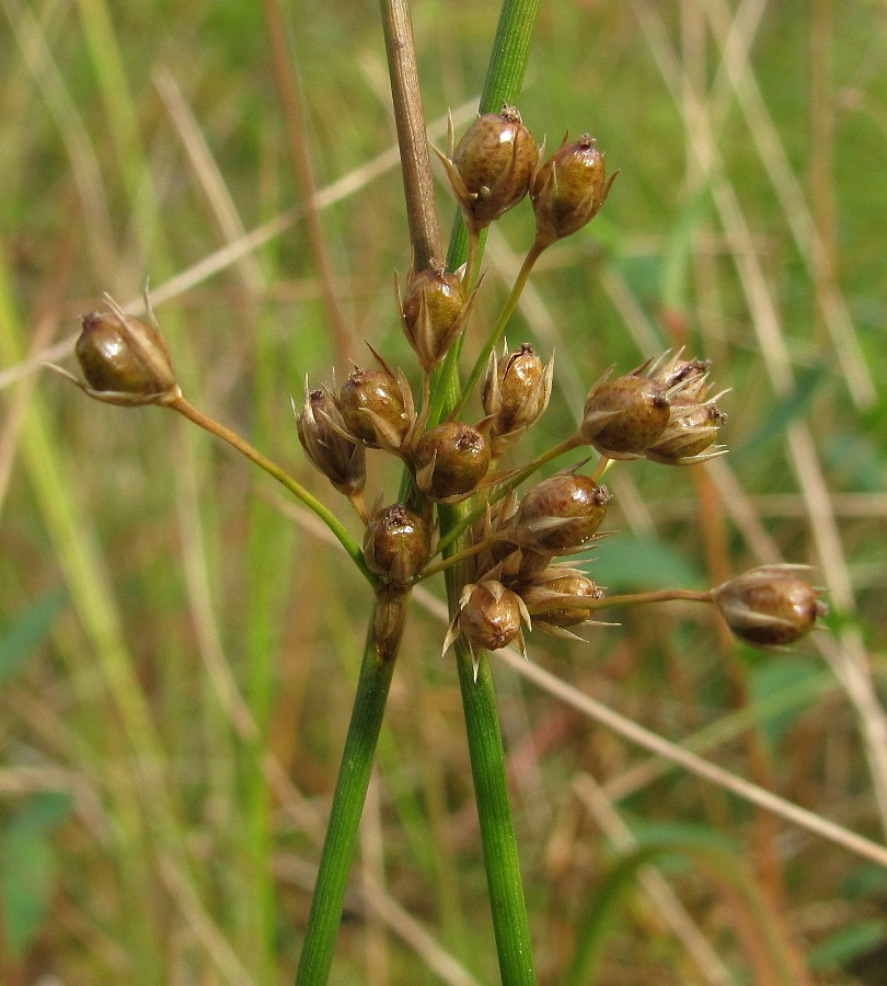 Изображение особи Juncus filiformis.