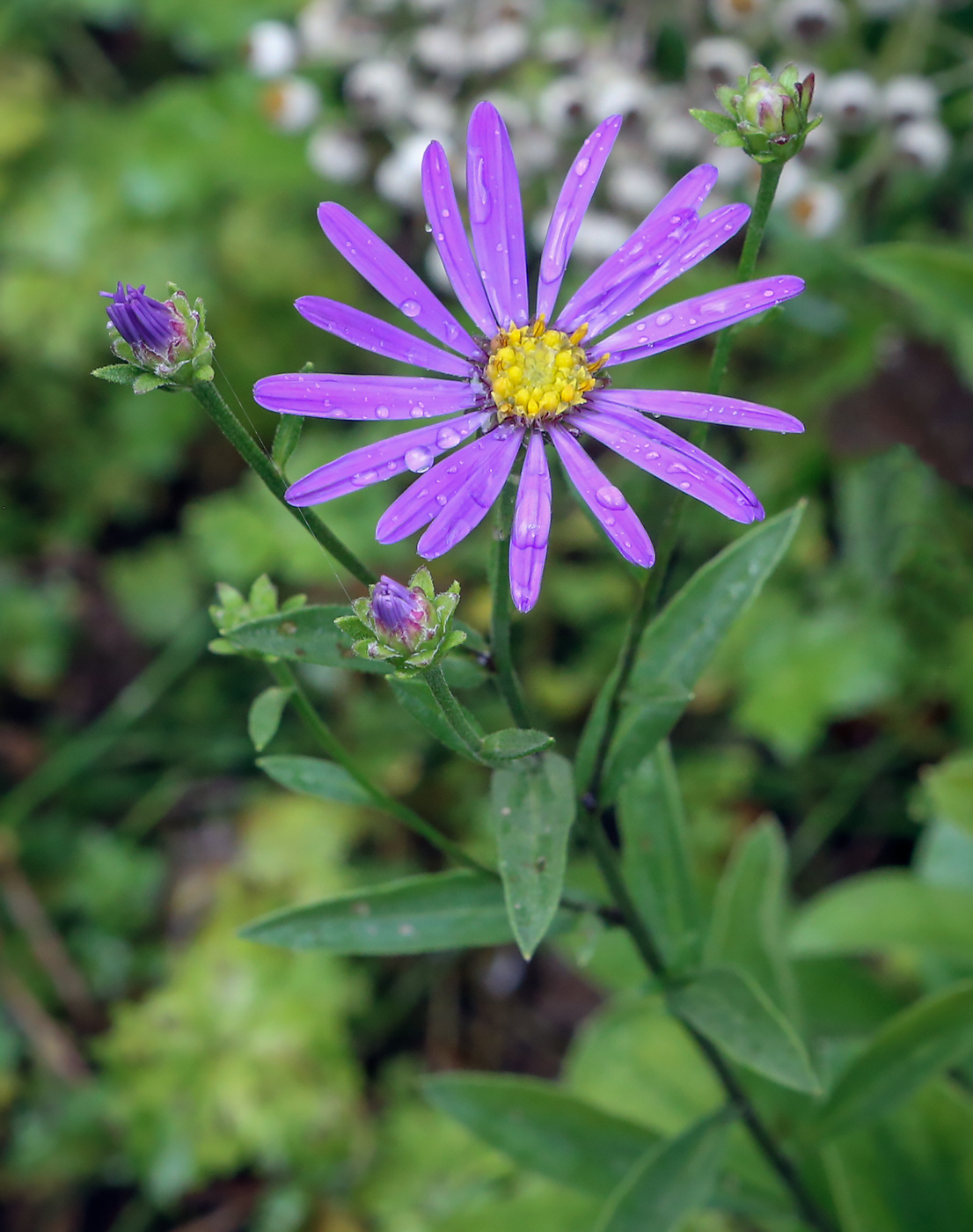 Изображение особи род Aster.