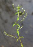 Veronica anagalloides