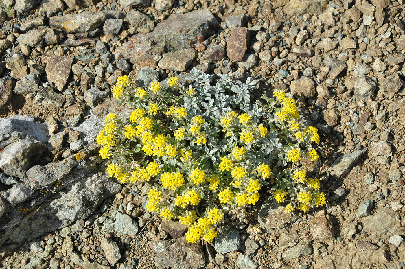 Image of Odontarrhena obtusifolia specimen.