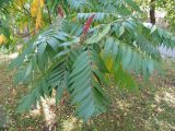 Rhus typhina