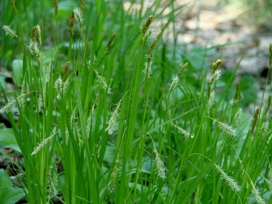 Изображение особи Carex arnellii.