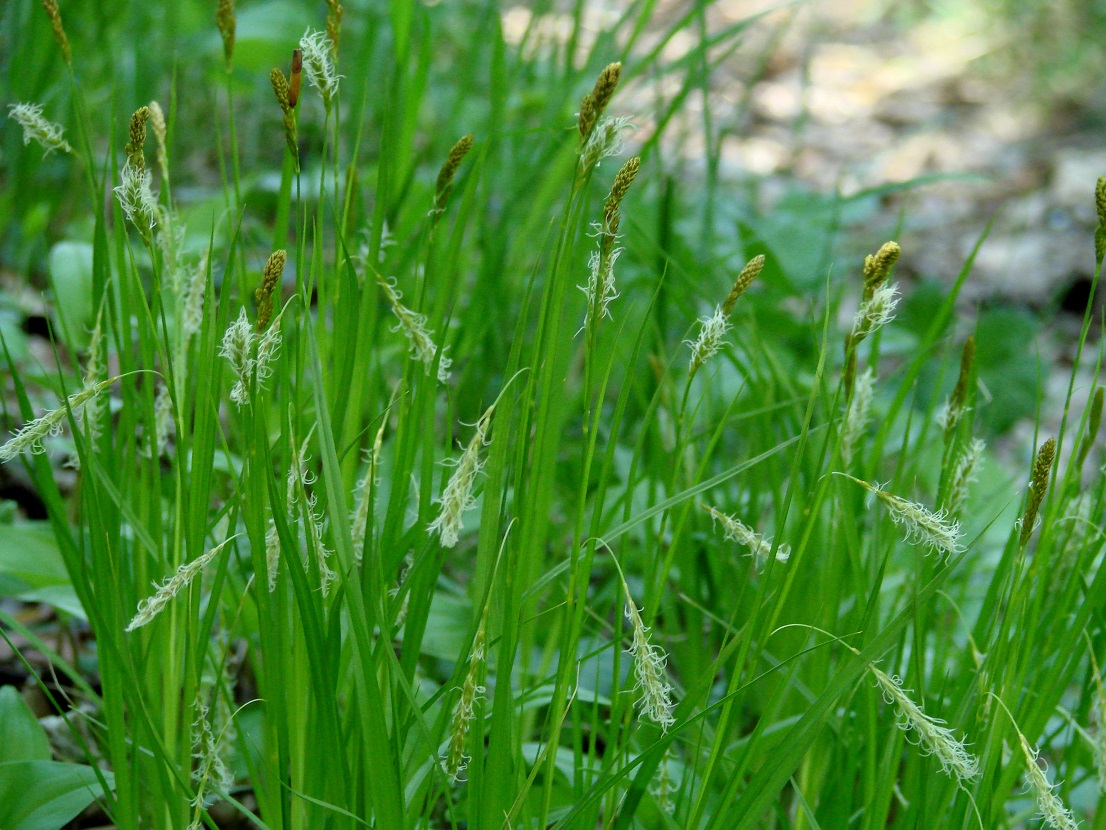 Image of Carex arnellii specimen.