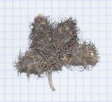 Image of specimen