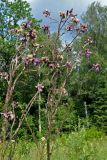 Cirsium palustre. Верхушки цветущих и плодоносящих растений. Московская обл., Раменский гор. округ, окр. пос. Гжель, влажный луг на опушке смешанного леса. 01.07.2020.