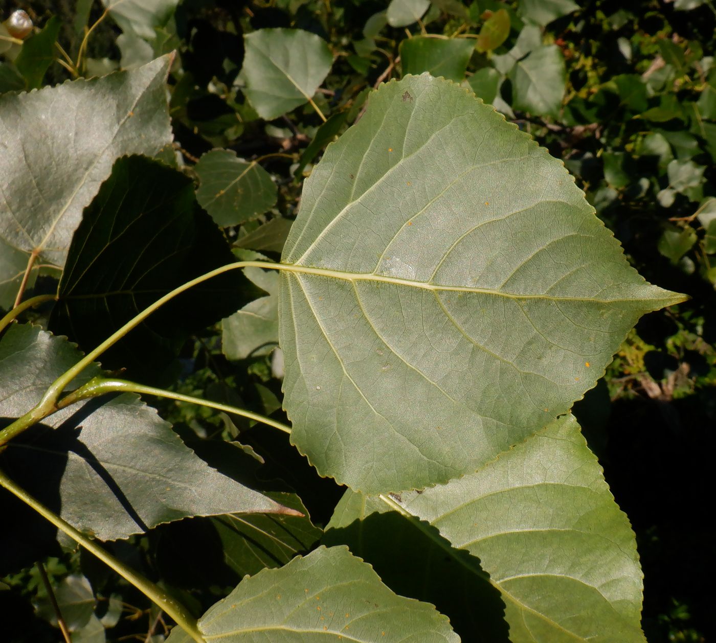 Image of Populus × canadensis specimen.