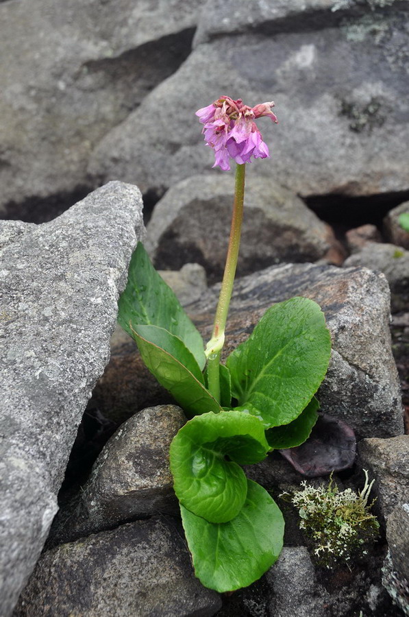 Image of Bergenia pacifica specimen.