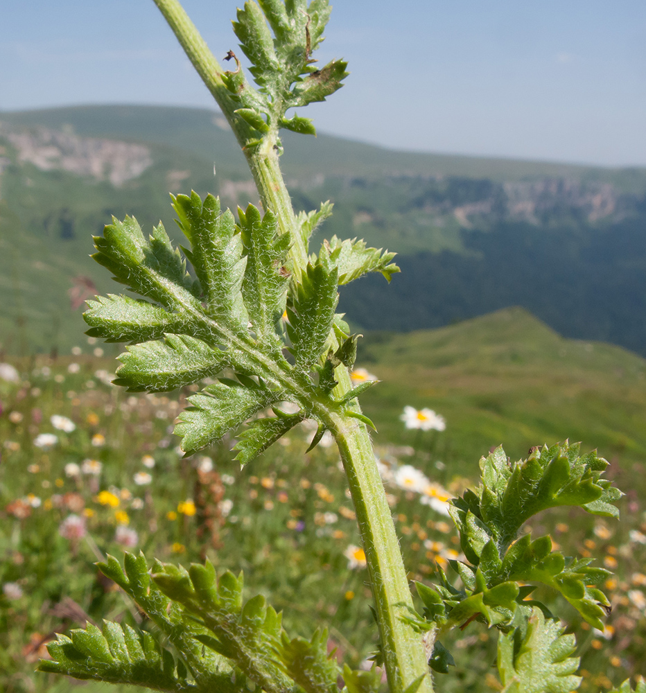 Image of Anthemis melanoloma specimen.