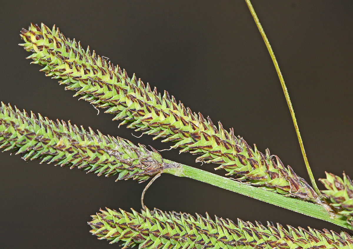 Изображение особи Carex heterolepis.