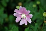 Malva thuringiaca