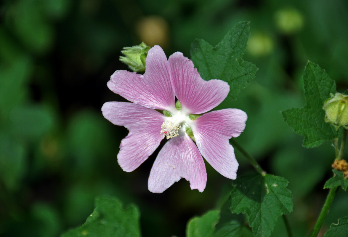 Image of Malva thuringiaca specimen.