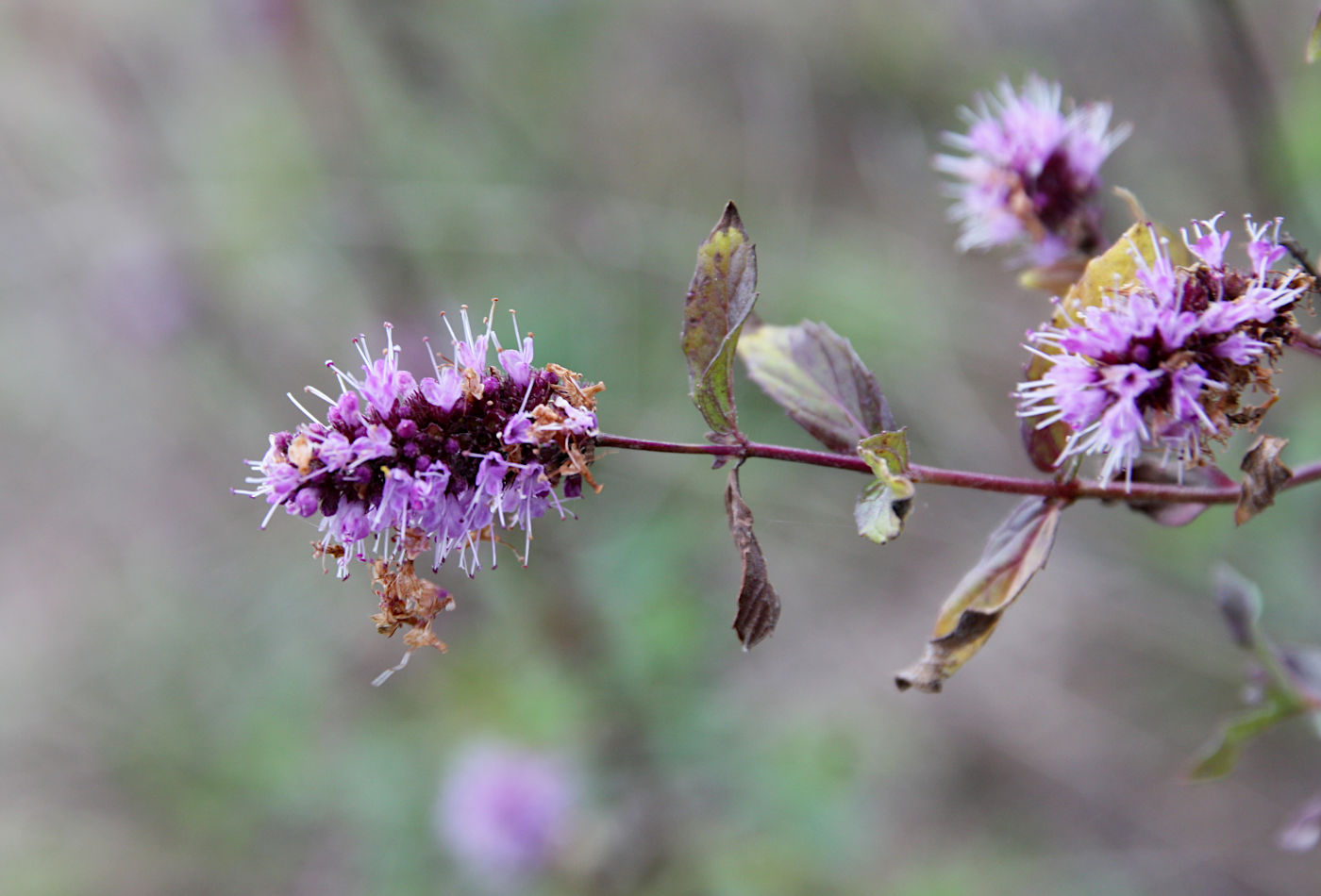 Image of Mentha spicata specimen.