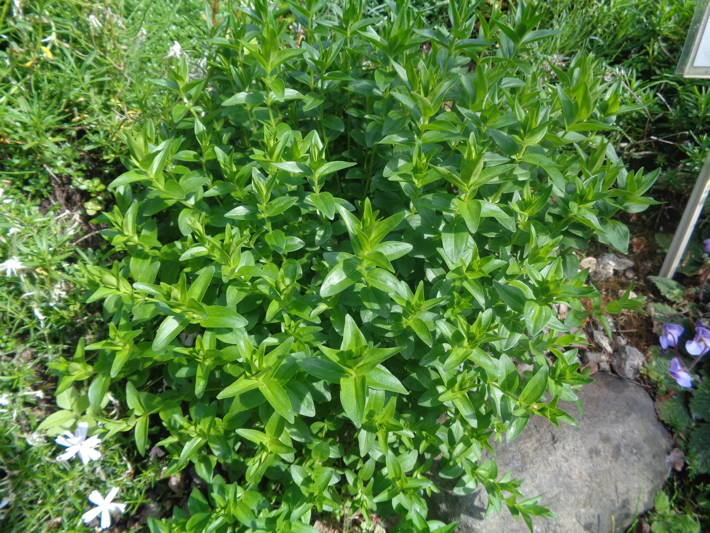 Image of Gentiana septemfida specimen.