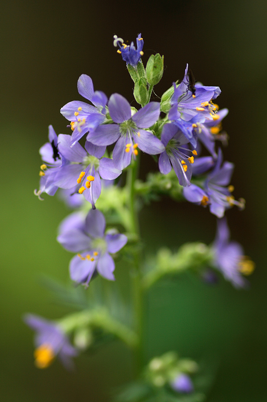 Изображение особи Polemonium caeruleum.