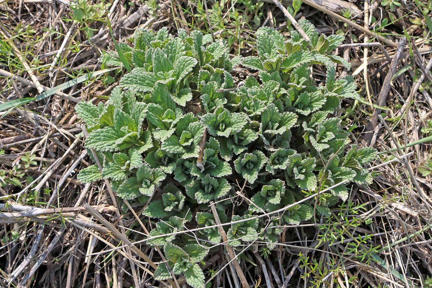 Image of Nepeta ucranica specimen.