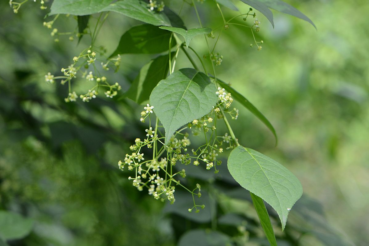 Image of Euonymus macropterus specimen.