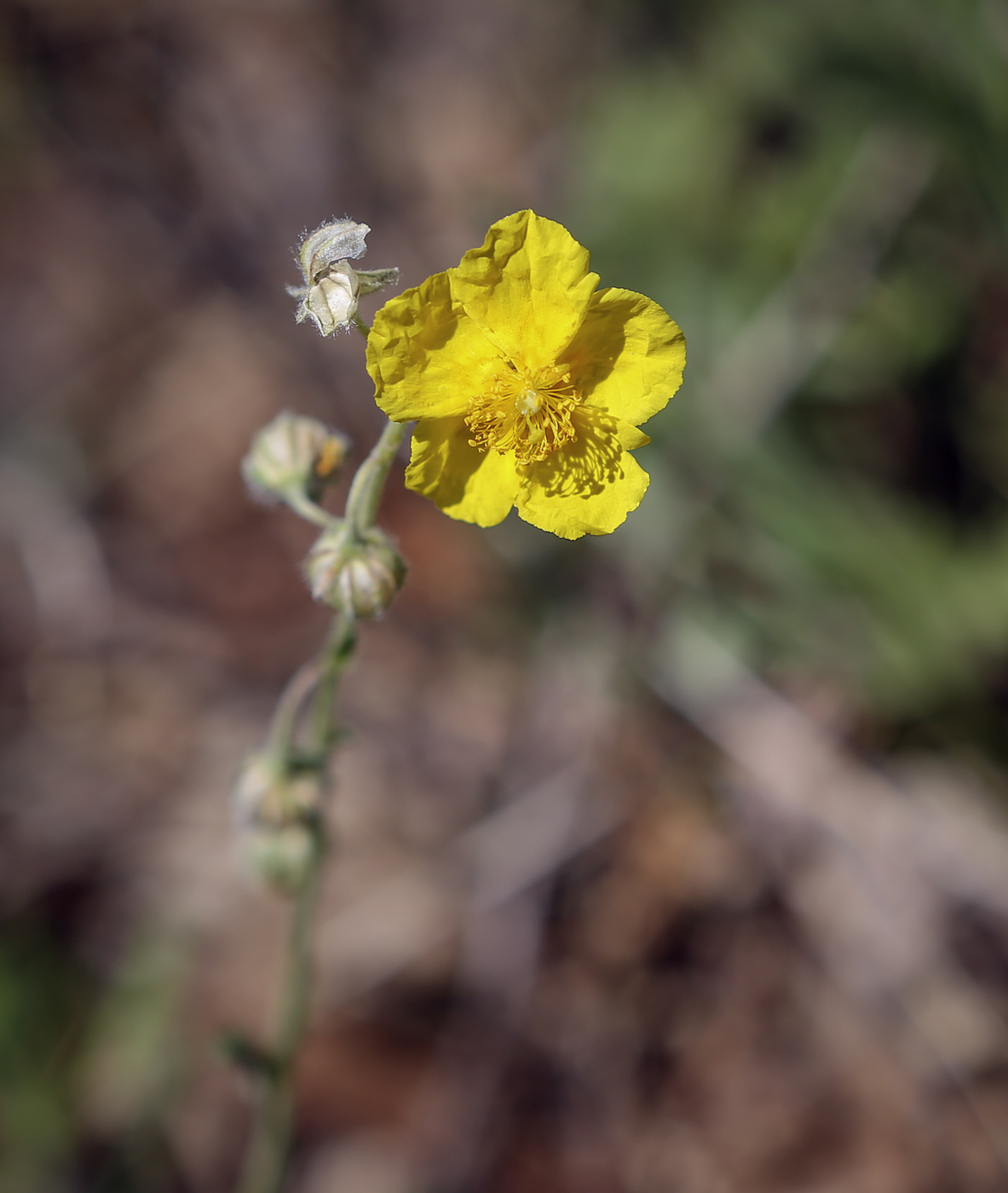 Image of Helianthemum nummularium specimen.