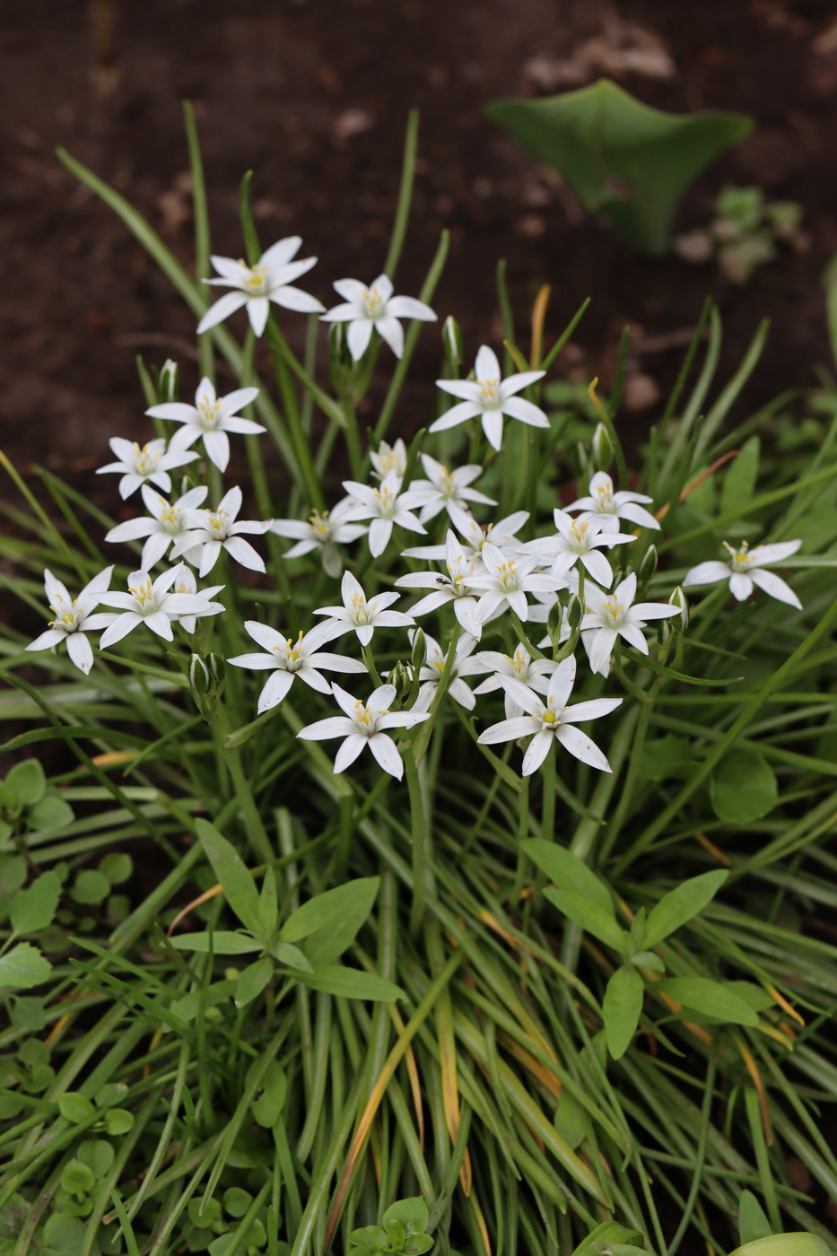 Изображение особи Ornithogalum umbellatum.