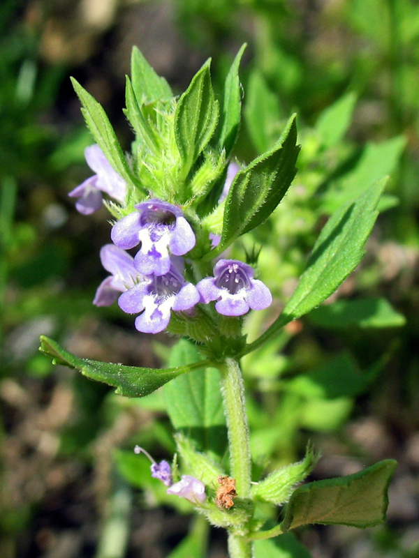 Image of Ziziphora acinos specimen.