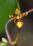 Cyrtochilum cimiciferum. Цветок. Перу, регион Куско, провинция Урубамба, Mariposario de Machu Picchu. 19.10.2019.