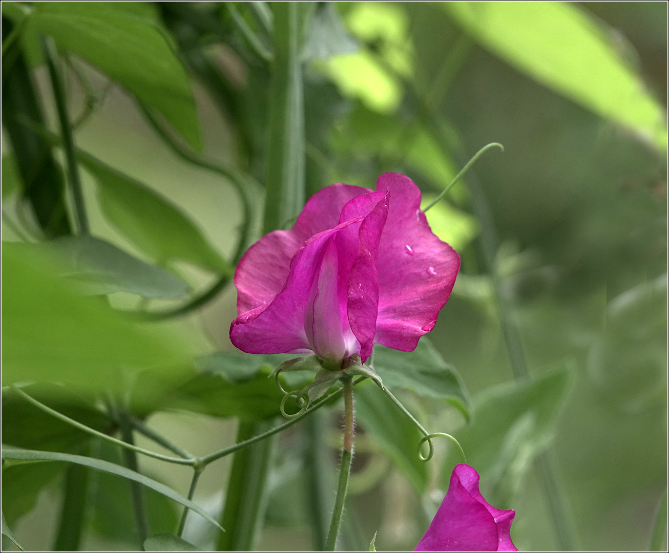 Изображение особи Lathyrus odoratus.