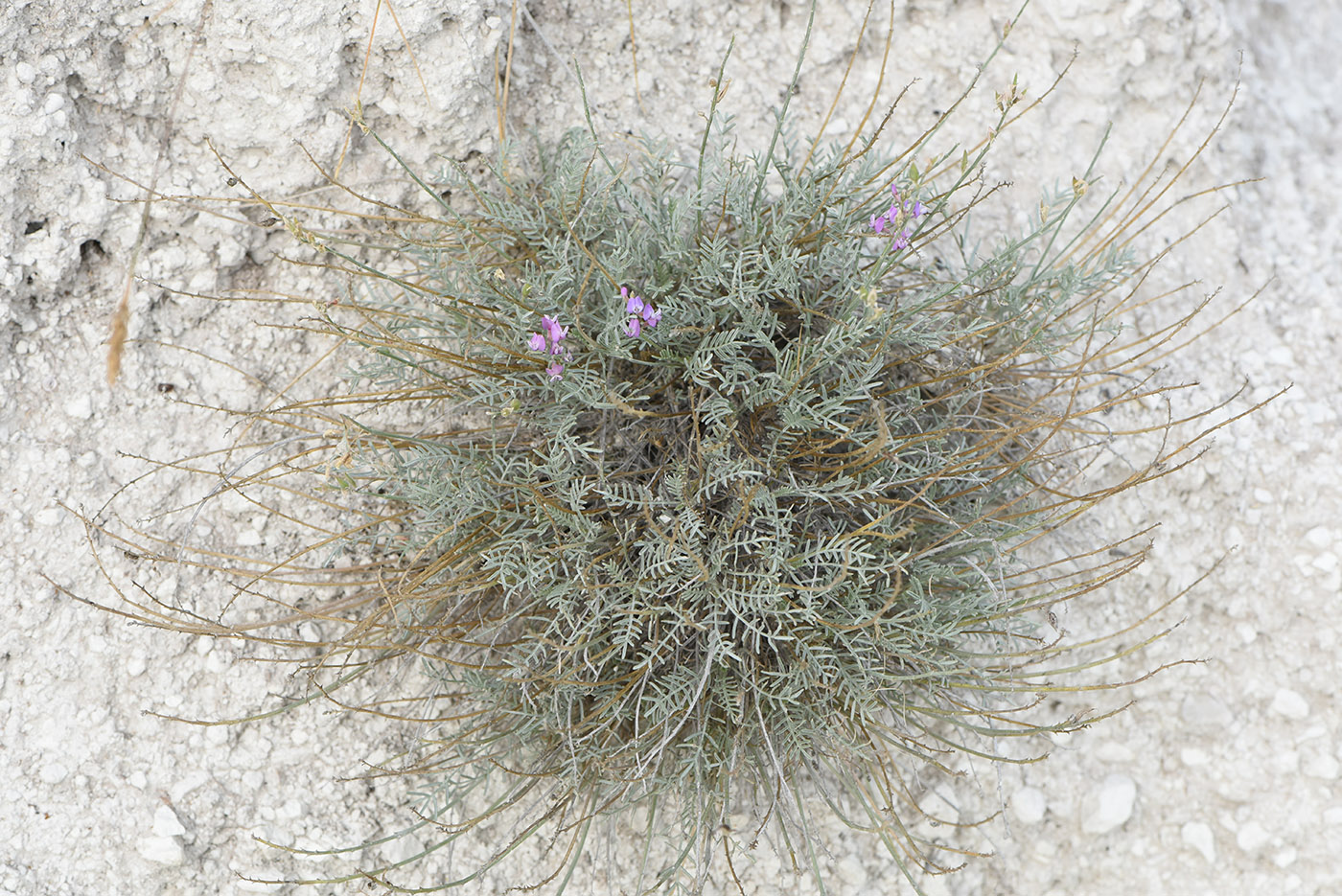 Изображение особи Astragalus tauricus.