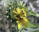 Helianthus annuus