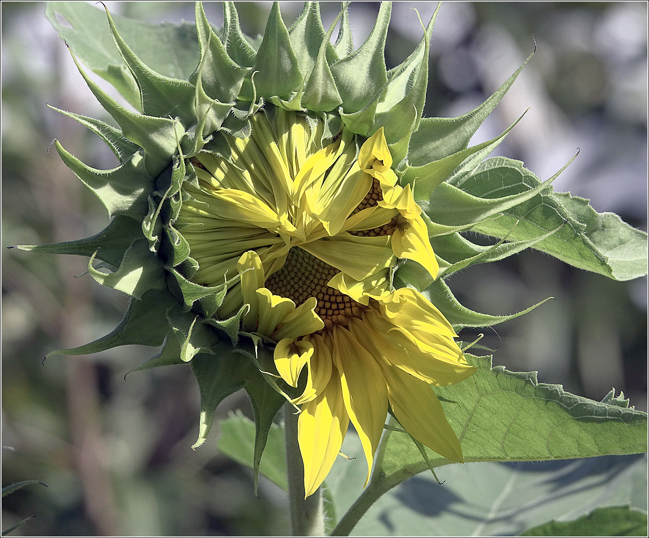 Изображение особи Helianthus annuus.